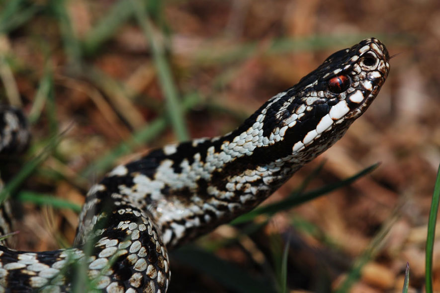 Il veleno di vipera elimina le rughe