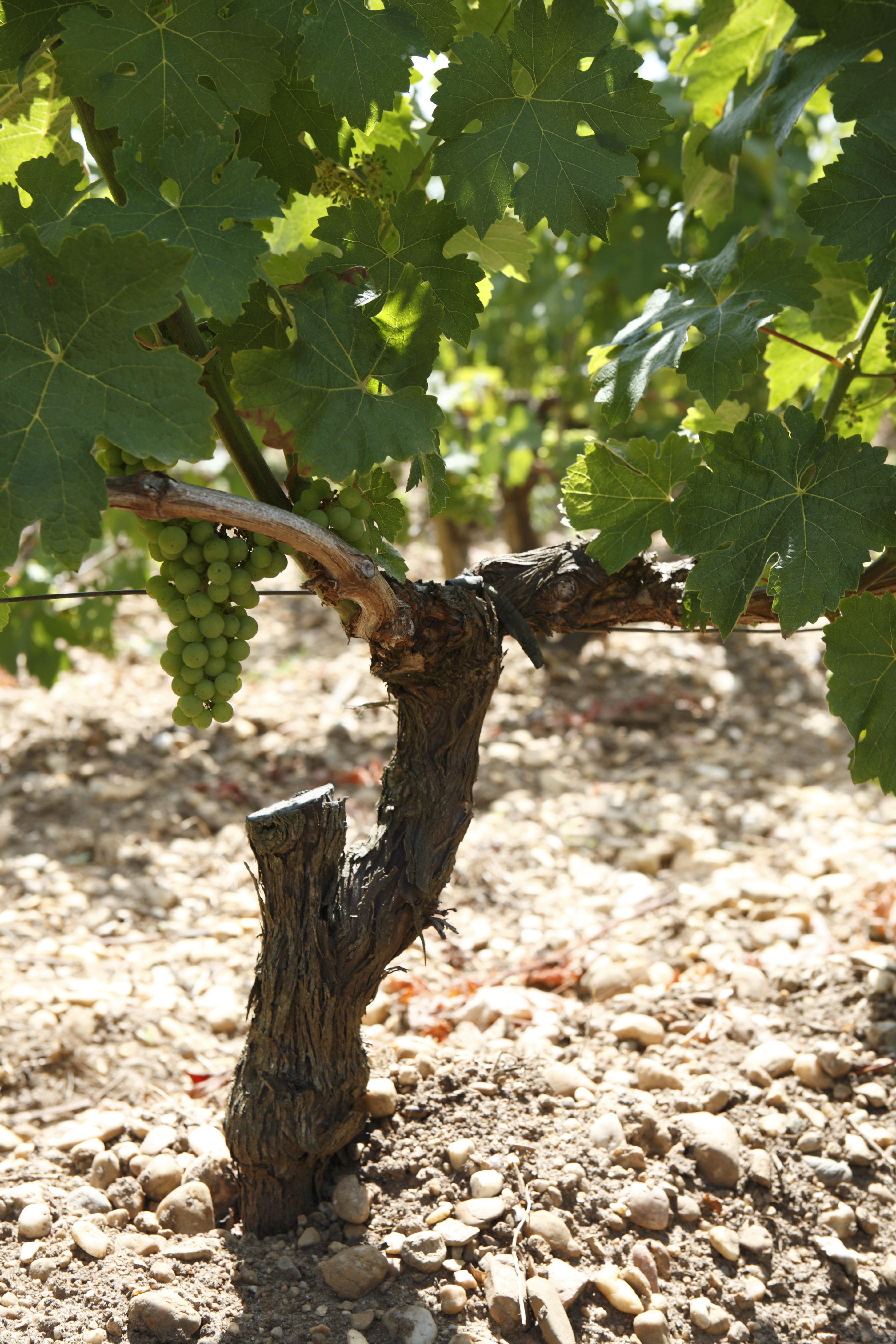 Pied de vigne   Vine stalk   Rodolphe Cellier