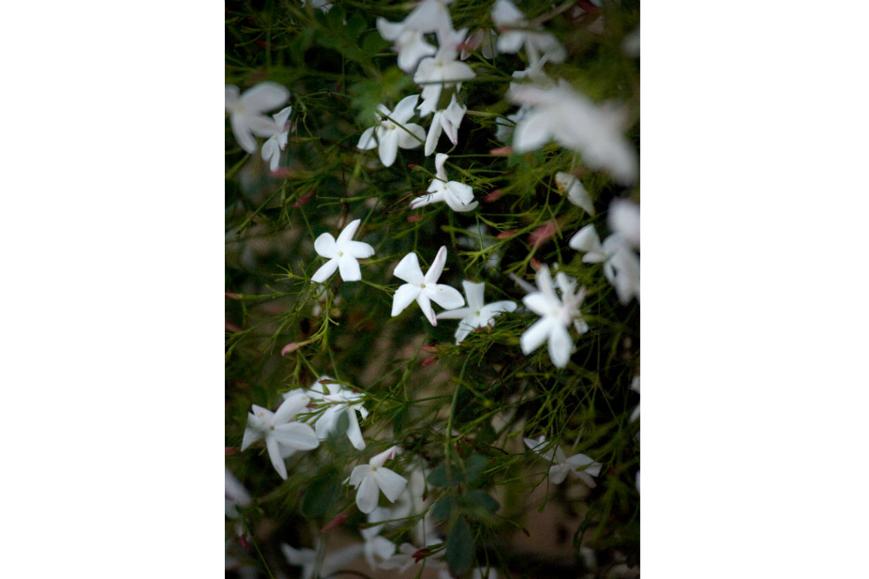 Bianco&verde