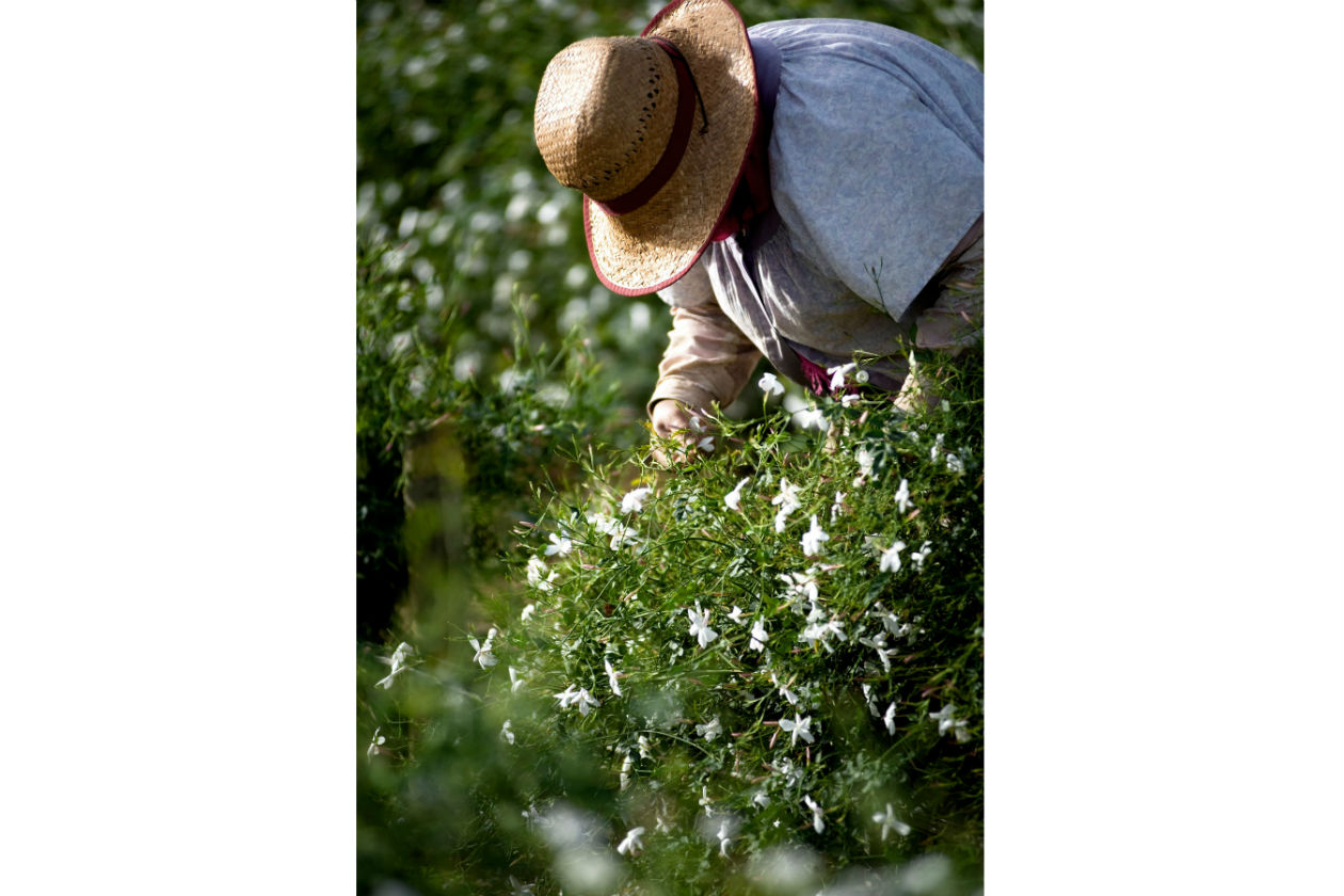 Così come la Rosa di Maggio, questo Gelsomino richiede grande delicatezza al momento della raccolta.