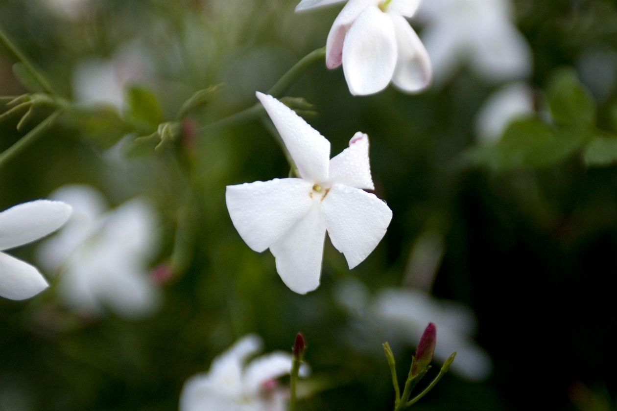 Dettaglio di un fiore di gelsomino: indispensabile per la composizione dell’Estratto N°5, il Gelsomino che cresce a Pégomas, deriva dal Gelsomino Grandiflorum innestato su un Gelsomino Officinale