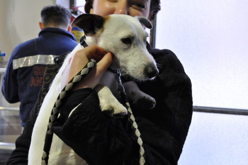 Il piccolo cane di famiglia sempre presente nei backstage