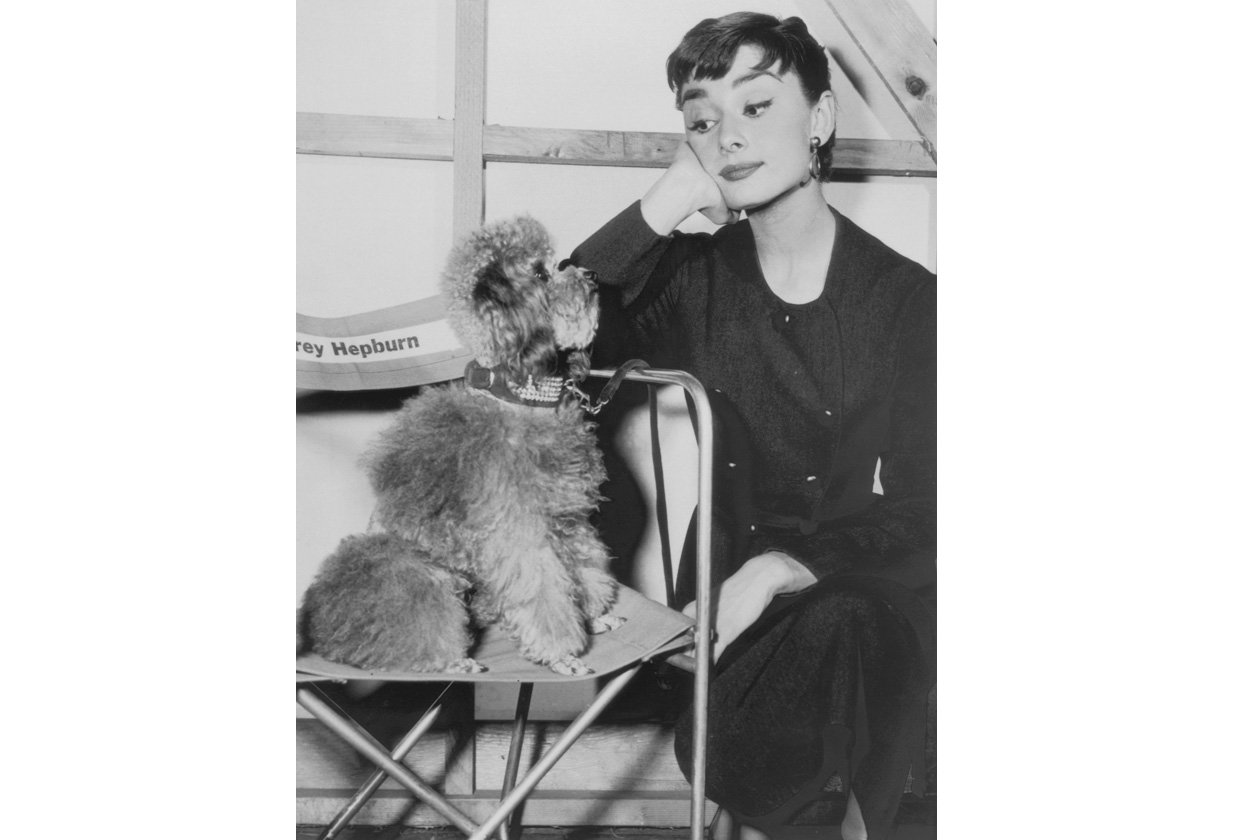 audrey and poddle