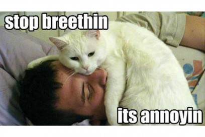 lolcats sleeping on your face