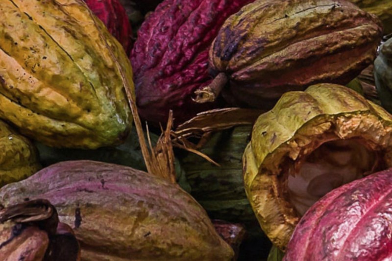 original Semi Cacao