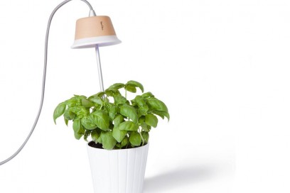 Bulbo Lights ﻿Cynara