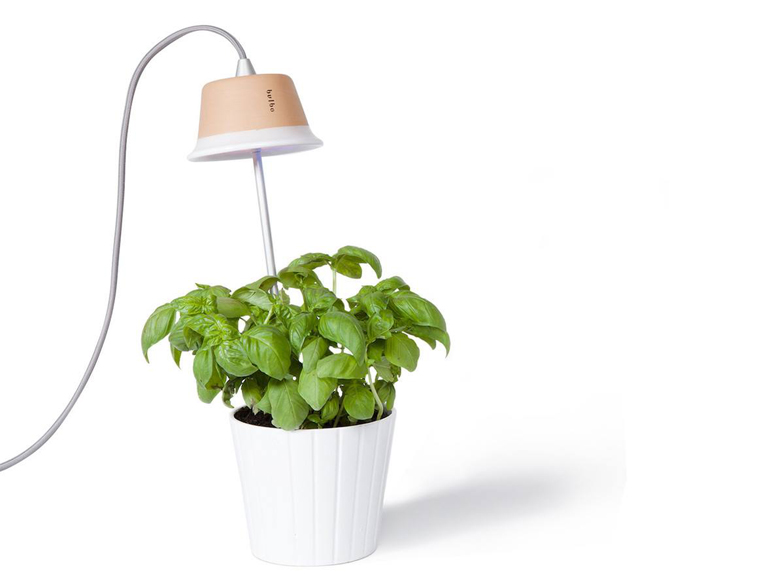 Bulbo Lights ﻿Cynara
