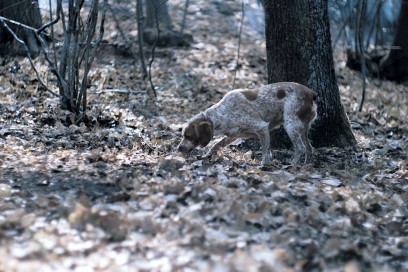 Il-ritrovamento-del-famoso-tartufo-avviene-grazie-all-olfatto-molto-sviluppato-dei-cani-addestrati