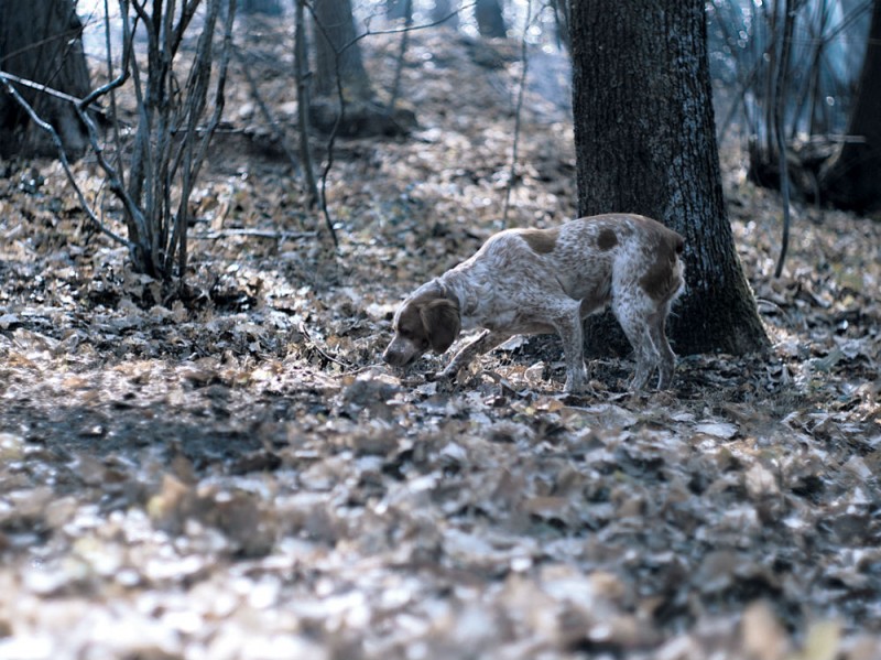 Il-ritrovamento-del-famoso-tartufo-avviene-grazie-all-olfatto-molto-sviluppato-dei-cani-addestrati