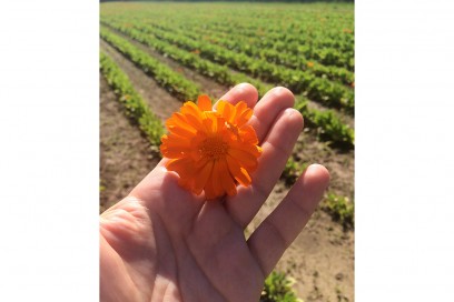 Weleda-giardini-collezioni-pe2016-giardini-5-calendula