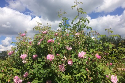 Weleda-giardini-collezioni-pe2016-giardini-8-rosadamascena