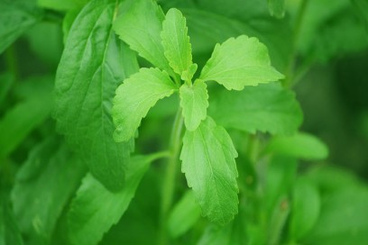 Colazione-dolce-ma-light-con-la-stevia-benefici-salute-benessere-dimagrire