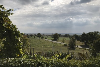 burgenland ristorante vigne