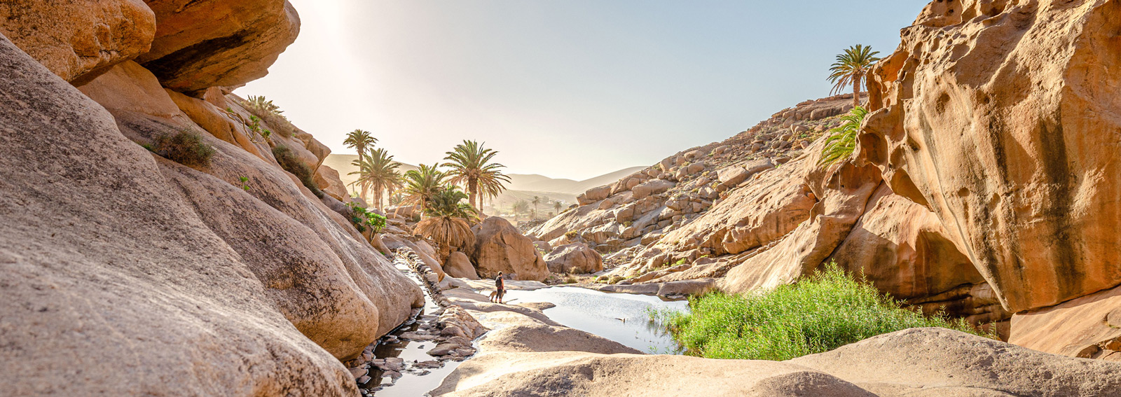 GettyImages-canarie