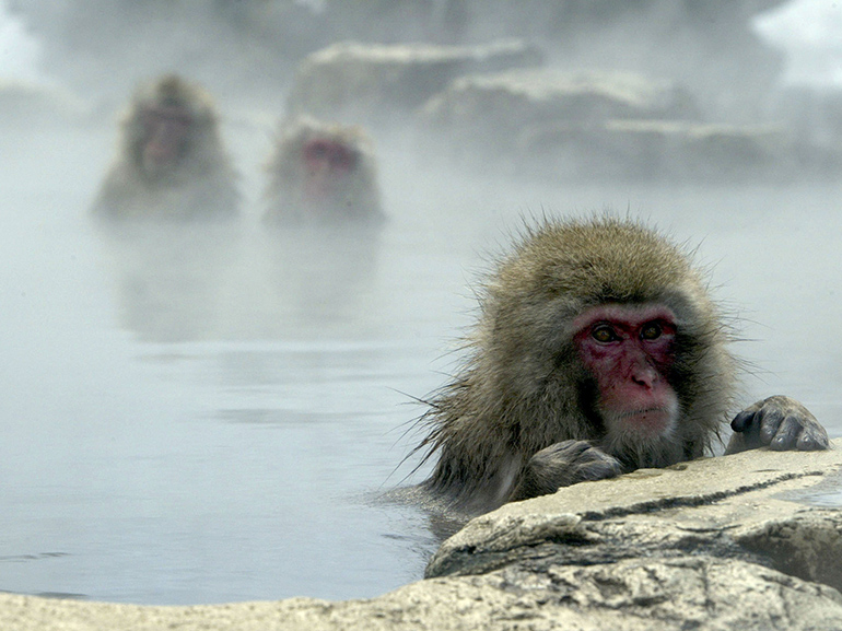 hot springs giappone scimmie