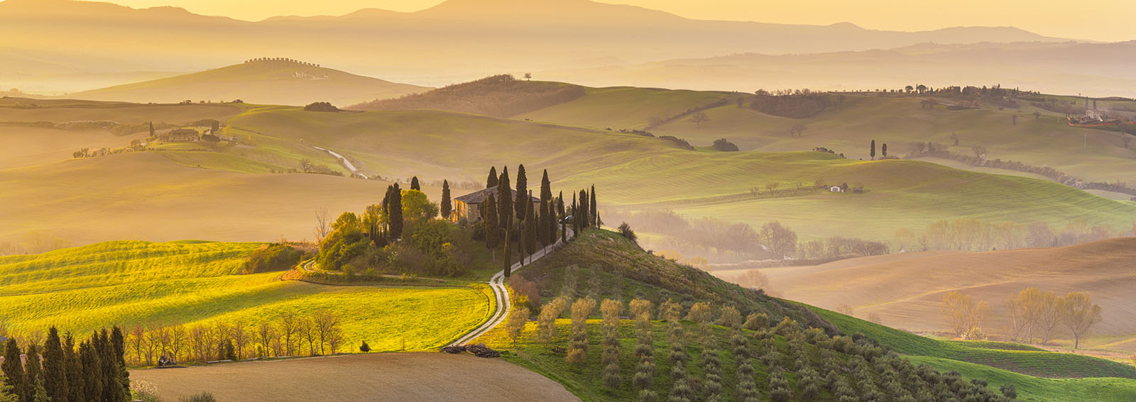 Italy, Tuscany, San Quirico D'Orcia, Podere Belvedere, Green hills, olive gardens and small vineyard under rays of morning sun