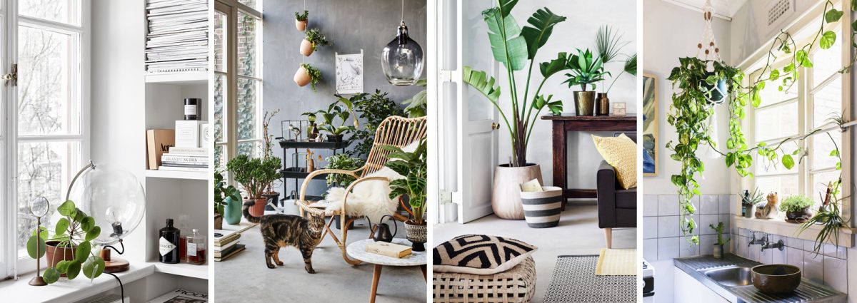 cover-piante-appartamento-desktop