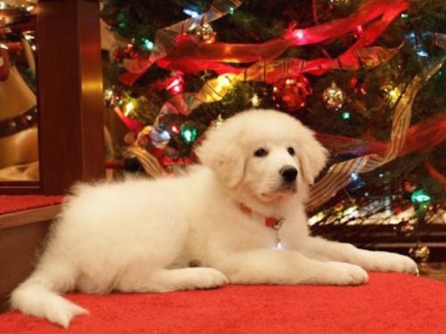 Apriamo I Regali Di Natale.Perche Ci Piace Un Sacco L Atmosfera Natalizia Ma Non Il Giorno Di Natale Grazia It