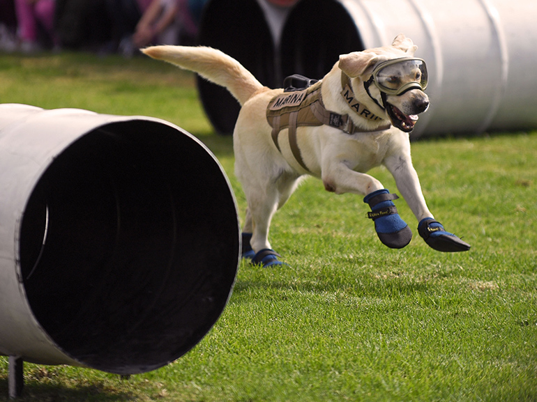 cane agility