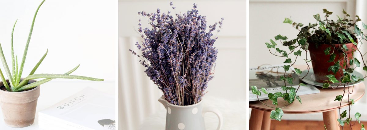 cover-piante-camera-da-letto-desktop