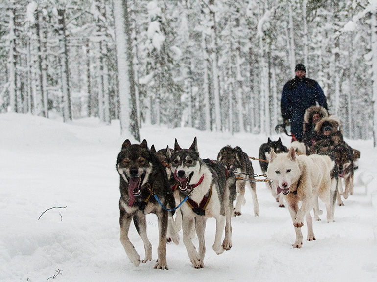 cani slitta finlandia neve