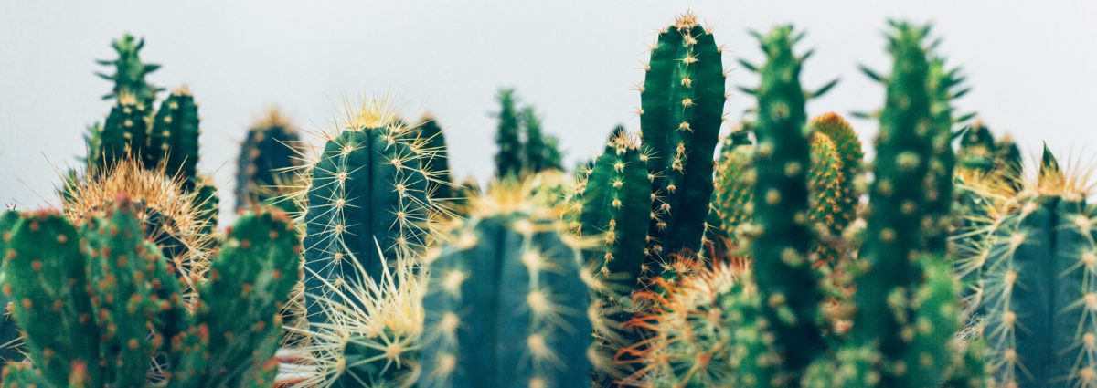 cover-idee-creative-piante-grasse-dektop