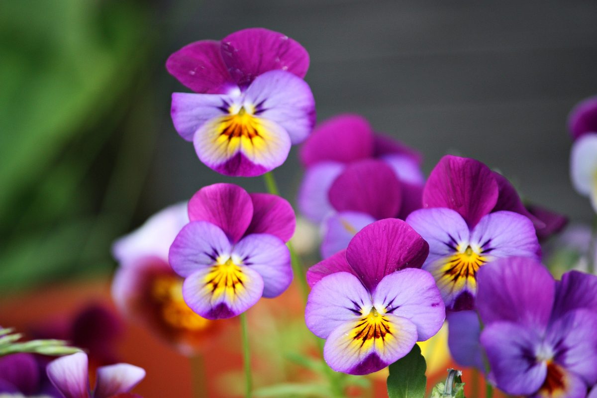 pixabay violetta