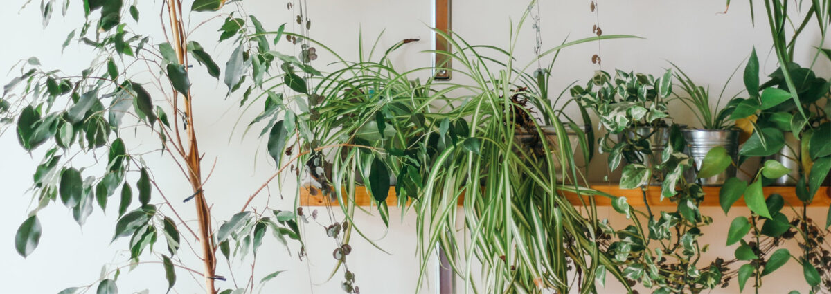 arredamento casa fiori