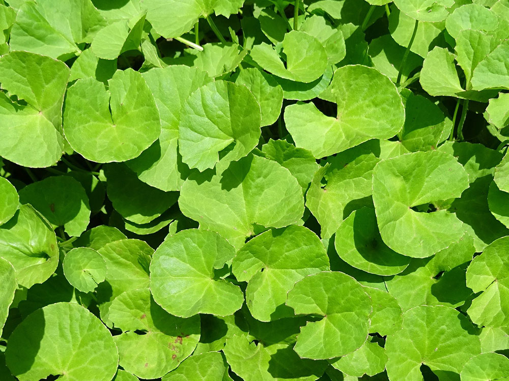 centella-asiatica