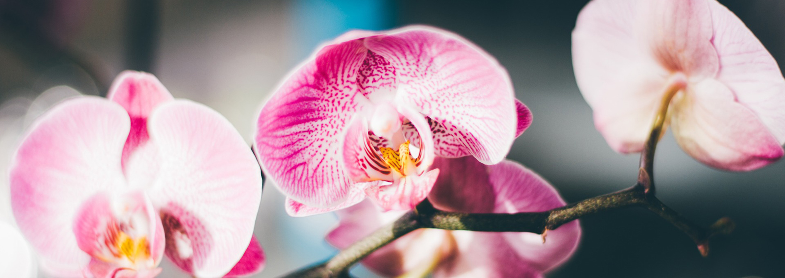 cover-idee-arredare-orchidee-desktop