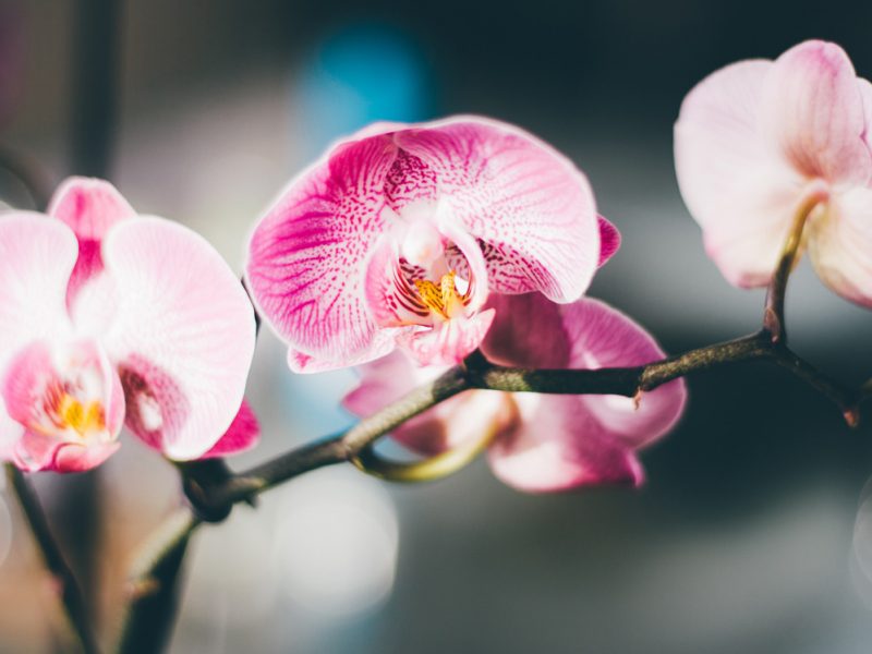 cover-idee-arredare-orchidee-mobile