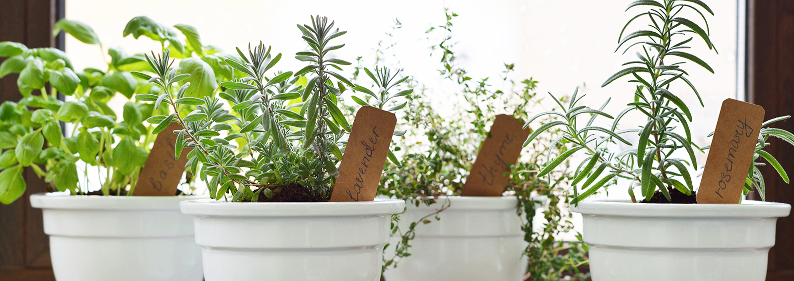 Fresh herbs in pot