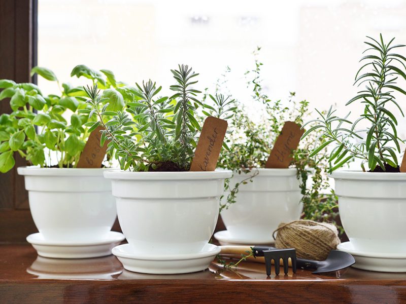 Fresh herbs in pot