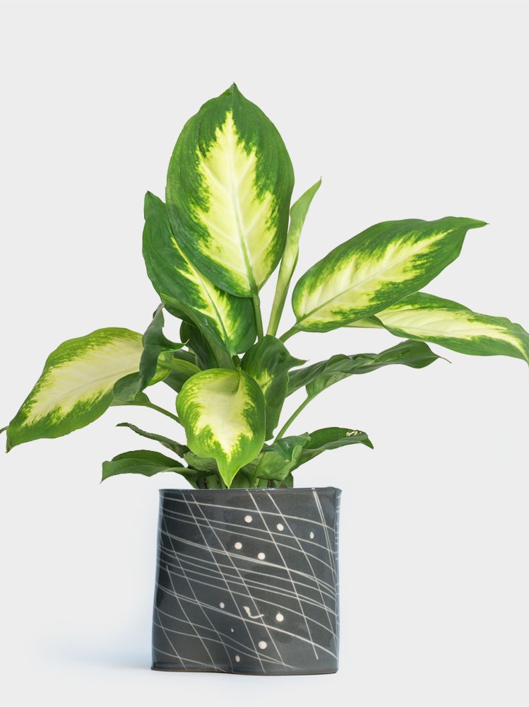 Dieffenbachia-Camille-Wilcoxson-Dark