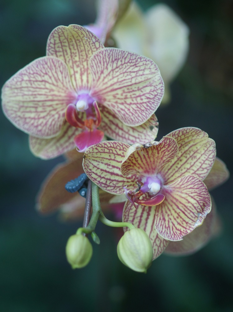 orchid-3438838_1920