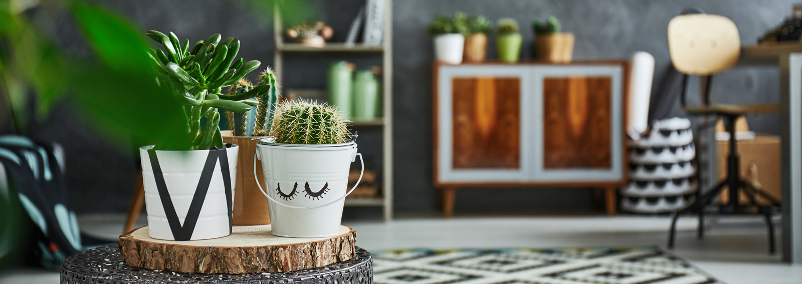 Cactus in decorative pot