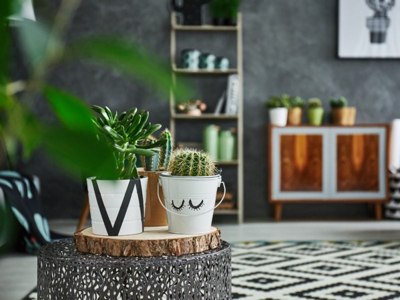 Cactus in decorative pot