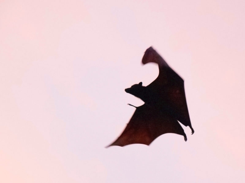 10 Rimedi Contro Le Zanzare Che Funzionano Davvero Graziait