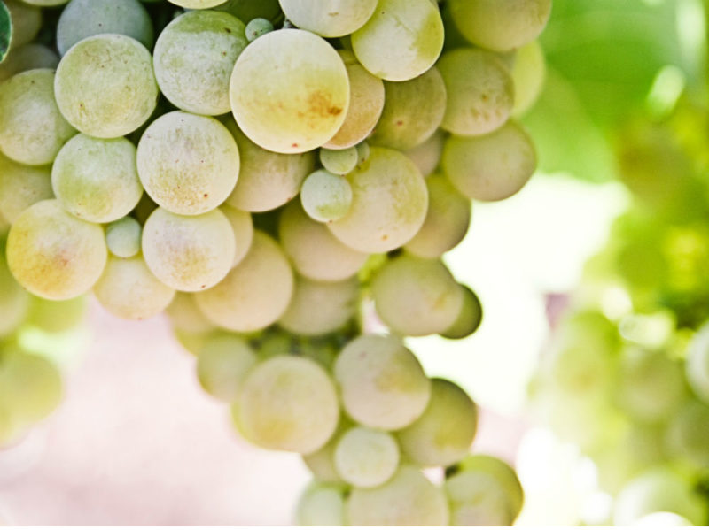 Do grapes make you fat? It depends on how (and how much) you eat it