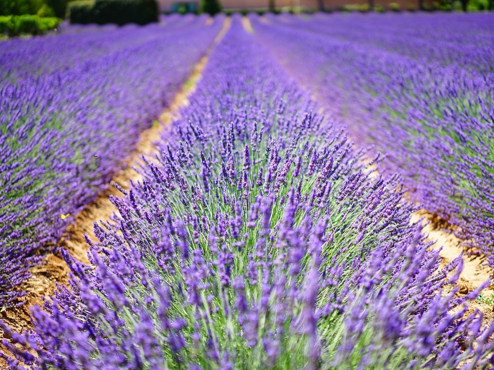 Profumi di Provenza