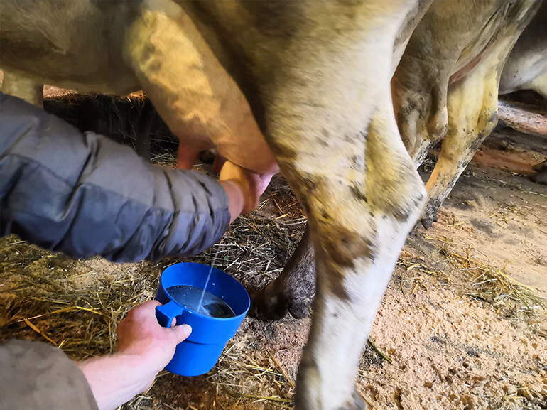 mungere mucche latte fattoria