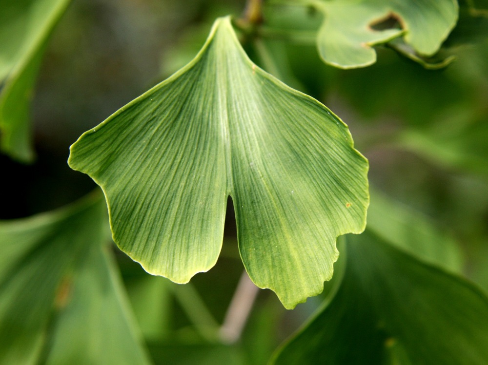 mal di testa ginkgo