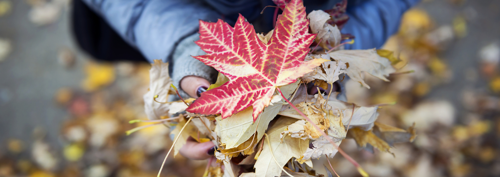 autunno canada immagine hero grande