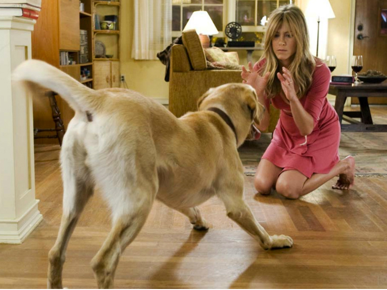 pet therapy
