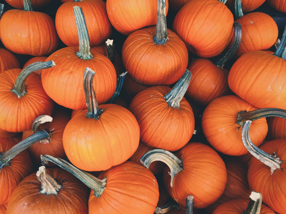 zucca ortaggio