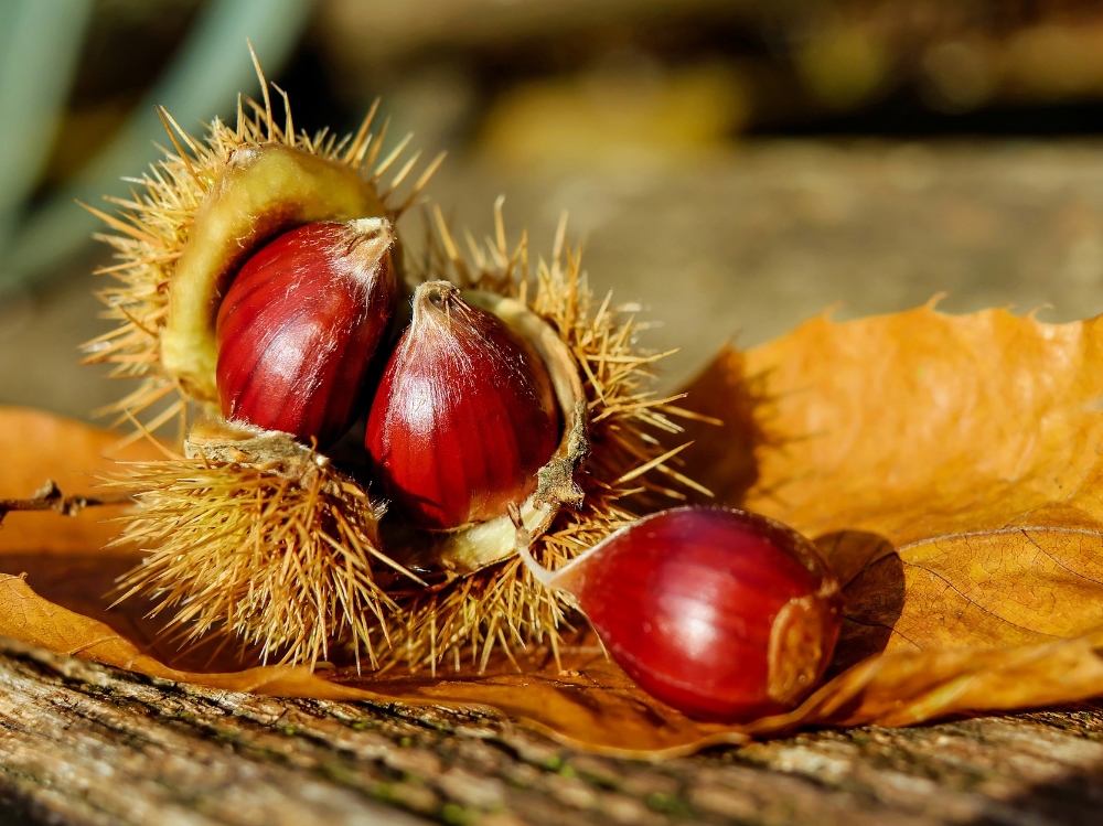 castagne