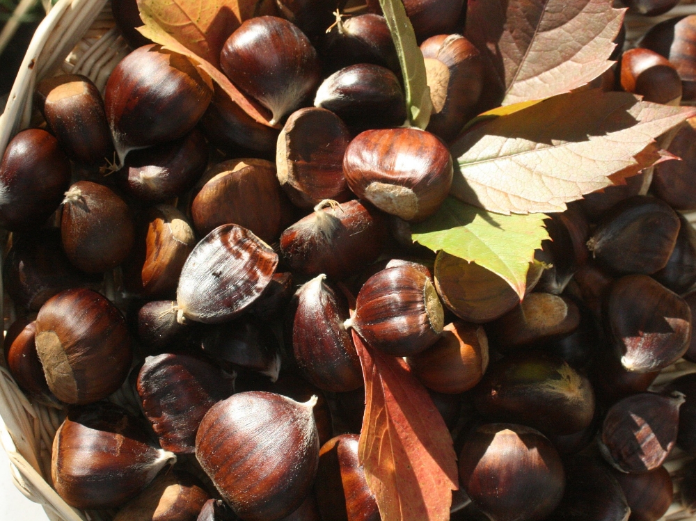 castagne fanno ingrassare