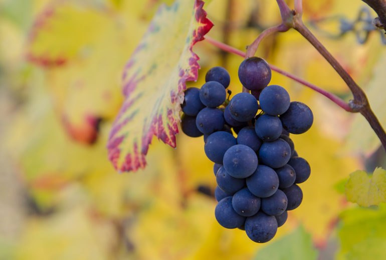 7 motivi per cui dovreste mangiare più uva quest’autunno