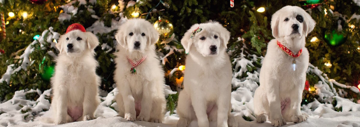 Zampa 2 e la magia del Natale