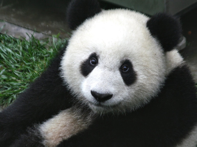 panda